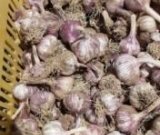 آگهی مشابه فروش سیر قرمز تازه در گروه خرید فروش عمده سیر - تازه خام ترشی خشک صادراتی در یکمیوه