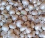 آگهی مشابه فروش پیاز در گروه خرید فروش عمده پیاز - قرمز سفید زرد ترشی تازه انباری در یکمیوه