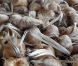 آگهی مشابه پیاز زعفران تازه در گروه خرید فروش عمده پیاز - قرمز سفید زرد ترشی تازه انباری در یکمیوه