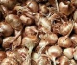 آگهی مشابه فروش پیاز زعفران تازه در گروه خرید فروش عمده پیاز - قرمز سفید زرد ترشی تازه انباری در یکمیوه