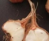 آگهی مشابه فروش پیاز زعفران در گروه خرید فروش عمده پیاز - قرمز سفید زرد ترشی تازه انباری در یکمیوه