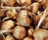 آگهی مشابه فروش پیاز زعفران در گروه خرید فروش عمده پیاز - قرمز سفید زرد ترشی تازه انباری در یکمیوه