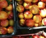 آگهی مشابه فروش شلیل در گروه خرید فروش عمده شلیل - شمس شبرنگ مغان انجیری سبز رفعتی در یکمیوه