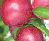 آگهی مشابه شلیل مغان در گروه خرید فروش عمده شلیل - شمس شبرنگ مغان انجیری سبز رفعتی در یکمیوه