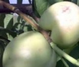 آگهی مشابه شلیل شمس درجه یک در گروه خرید فروش عمده شلیل - شمس شبرنگ مغان انجیری سبز رفعتی در یکمیوه