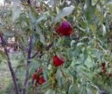 آگهی مشابه شلیل زعفرانی تازه در گروه خرید فروش عمده شلیل - شمس شبرنگ مغان انجیری سبز رفعتی در یکمیوه