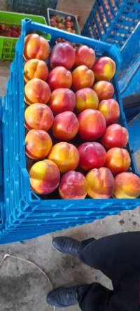 آگهی مشابه فروش سیب و هلو و شلیل مغان در گروه خرید فروش عمده شلیل - شمس شبرنگ مغان انجیری سبز رفعتی در یکمیوه