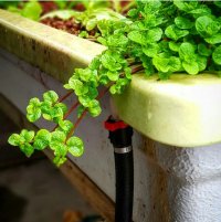 دوره آموزشی کشت آکواپونیک در تهران در گروه سایر خدمات - حوزه محصولات کشاورزی و دامپروری در یکمیوه