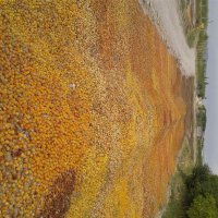 آگهی مشابه فروش آلو زرد و آلوچه خشک در مراغه در گروه خرید فروش عمده آلو - آلوچه گوجه سبز زرد خاکی شابلون سانتریزه سیاه در یکمیوه