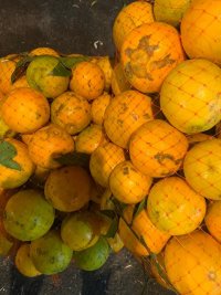 آگهی مشابه فروش میوه سر درختی پرتقال کیوی در عباس آباد در گروه خرید فروش عمده پرتقال - پرتقال رسمی تامسون خونی جنوب در یکمیوه