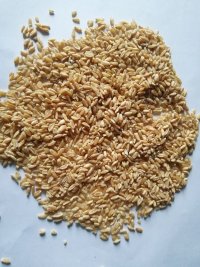 آگهی مشابه گندم دون مرغی 500 کیلو در شاهین شهر در گروه خرید فروش عمده گندم و جو - بلغور شیرازی فروش عمده محصول کشاورزی در یکمیوه