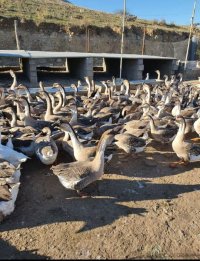 آگهی مشابه فروش قوغاز بالغ در آمل در گروه مرغ و خروس و بوقلمون و اردک قو قاز در یکمیوه