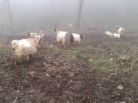 آگهی مشابه بز سالم و سرحال برای داشتی در هشتپر در گروه گاو و گوسفند و میش و بز کهره گوساله سمینتال در یکمیوه