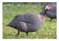 مرغ شاخدار  ،  مروارید در قزوین در گروه مرغ و خروس و بوقلمون و اردک قو قاز در یکمیوه