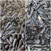 فروش عمده انواع تخمه در همدان در گروه خرید فروش عمده آفتابگردان - تخمه خوی دیم گل در یکمیوه