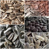 فروش عمده  تخمه در گرگان در گروه خرید فروش عمده آفتابگردان - تخمه خوی دیم گل در یکمیوه