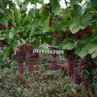 نهال انگور در بناب در گروه خرید فروش نهال - انواع گردو پسته بادام سلطانی انگور در یکمیوه