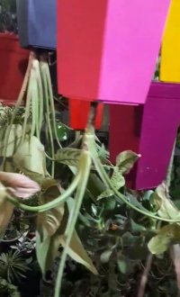 فروش انواع گلهای آپارتمانی در تجریش در گروه خرید فروش عمده انواع گل - پروش قاشقی موسی ساکولنت بن سای در یکمیوه