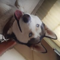 سگ هاسکی بازیگوش در کرمان  در گروه سگ و گربه _ نگهبان هاسکی ژرمن دوبرمن سرابی در یکمیوه