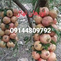 فروش نهال  در میاندوآب در گروه خرید فروش نهال - انواع گردو پسته بادام سلطانی انگور در یکمیوه