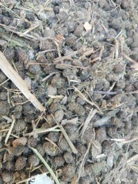 کود خرگوش در بوشهر در گروه خرید فروش کود و مواد شیمیایی - اوره پتاس مرغی کمپوست آهن در یکمیوه