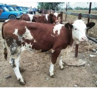 فروش گوساله انواع نژاد در ورامین در گروه گاو و گوسفند و میش و بز کهره گوساله سمینتال در یکمیوه