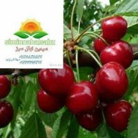 نهال گیلاس درسیمین نهال سبز در میاندوآب در گروه خرید فروش نهال - انواع گردو پسته بادام سلطانی انگور در یکمیوه