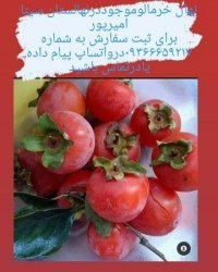نهالستان بزرگ سیمین نهال سبز در میاندوآب در گروه خرید فروش نهال - انواع گردو پسته بادام سلطانی انگور در یکمیوه