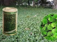 بذر چمن شبدر زینتی در اصفهان در گروه خرید فروش سایر محصولات تجهیزات کشاورزی در یکمیوه