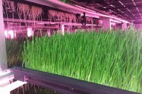 سینی کشت علوفه هیدروپونیک در مشهد در خراسان رضوی در گروه خرید فروش سایر محصولات تجهیزات کشاورزی در یکمیوه