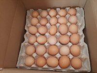فروش تخم مرغ و بلدرچین بدون واسطه در قائم شهر در گروه مرغ و خروس و بوقلمون و اردک قو قاز در یکمیوه
