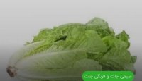 کاهو در کرج آماده برداشت در اندیشه در گروه خرید فروش عمده کاهو - رسمی پیچ سالادی فرانسوی چینی قرمز در یکمیوه