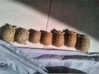 لاکپشت خاکی در شیراز در فارس در گروه حیوانات خانگی - خرید و فروش در یکمیوه