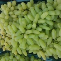 انگورسفید بی دانه صادراتی در خلیل آباد در گروه خرید فروش عمده انگور - یاقوتی شانی عسگری بی دانه قرمز در یکمیوه