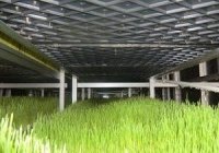 سینی وتجهیزات دستگاه تولید علوفه در کرمان  در گروه خرید فروش تجهیزات گلخانه - صنعتی خانگی هوشمند دست دوم در یکمیوه