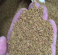 فروش بذر یونجه ی درجه یک در ایلخچی در گروه خرید فروش بذر - انواع محصول کشاورزی گوجه کتان میوه درخت در یکمیوه