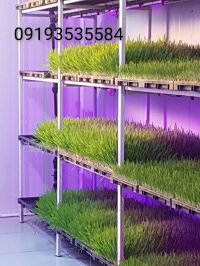 سینی کشت علوفه هیدروپونیک در بیرجند در گروه خرید فروش تجهیزات گلخانه - صنعتی خانگی هوشمند دست دوم در یکمیوه