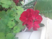 گل و گلدون و خاک در بجنورد در گروه خرید فروش عمده انواع گل - پروش قاشقی موسی ساکولنت بن سای در یکمیوه