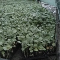 فروش بادمجان قلمی در بندرعباس در گروه خرید فروش عمده بادمجان - قلمی دلمه کبابی مشکی سفید در یکمیوه