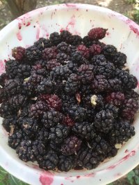 شاتوت فرحزاد در تهران در گروه خرید فروش عمده توت - خرید شاتوت سفید طلایی موزی قرمز در یکمیوه