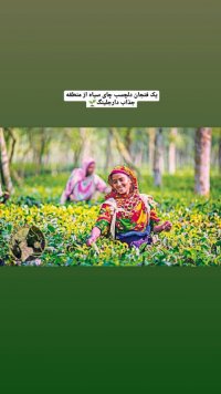 فروش چای اصل دارجلینگ در تهران در گروه خرید فروش عمده چای - سبز ترش کوهی سیاه در یکمیوه