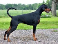 آگهی مشابه سگ دوبرمن در محمدشهر در گروه حیوانات خانگی - خرید و فروش در یکمیوه