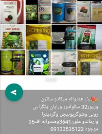 آگهی مشابه بذر هندوانه در یزد در گروه خرید فروش بذر - انواع محصول کشاورزی گوجه کتان میوه درخت در یکمیوه