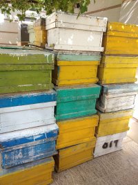 آگهی مشابه فروش 71 کندو خالی دسته دوم در ابرکوه در گروه زنبورعسل - زنبورداری نوین صنعتی مدرن کندو در یکمیوه