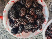 فروش شاتوت با قیمت استثنایی در تهران در گروه خرید فروش عمده سایر محصولات باغبانی مرکبات در یکمیوه