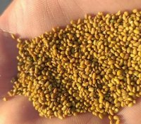 فروش بذر یونجه درجه یک در فریدونکنار در گروه خرید فروش بذر - انواع محصول کشاورزی گوجه کتان میوه درخت در یکمیوه