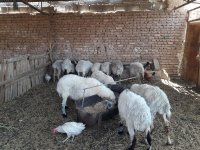 فروش میش وبره در رفسنجان در گروه گاو و گوسفند و میش و بز کهره گوساله سمینتال در یکمیوه