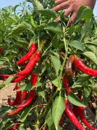 فلفل تند در جویبار در گروه خرید فروش عمده فلفل - تند شیرین قرمز سیاه سبز سفید در یکمیوه