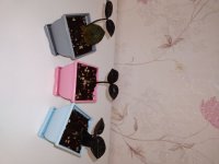 زاموفیلیا سوپربلک در البرز در گروه خرید فروش عمده سایر محصولات گلخانه ای در یکمیوه