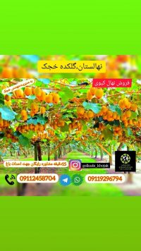 فروش نهال کیوی پیوندی در چابکسر در گروه خرید فروش عمده کیوی - صادراتی مازندران تنکابن تالش در یکمیوه